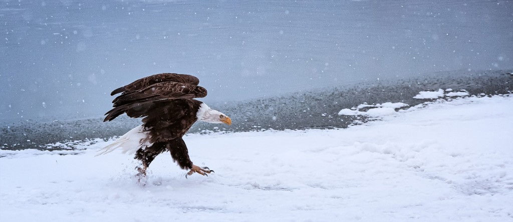 Kassab's photo, "Attitude" won an award in the traveling loan collection of the Professional Photographers of America.