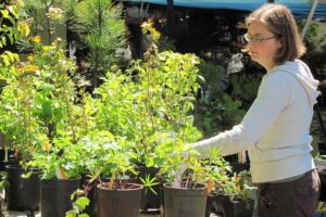 The Patio, Plant and Garden Fair will open at 9 a.m. on Saturday. The popular event returns to downtown Camas, after being held at Camas High School for the past three years.
