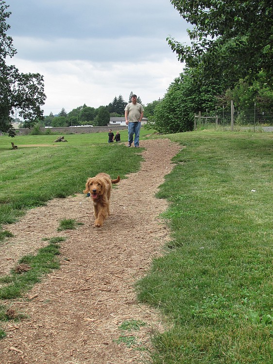 Justin Anderson, of Washougal, spends time on a Saturday afternoon with his 4-month-old goldendoodle, Kirby. "He is calmer at the house, after a walk," Anderson said.
