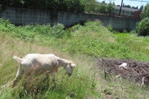 A goat grazes within a storm water retention area in Washougal. Sixteen goats were rented by the Krause Meadows Homeowners Association, to eat a variety of plant life. "This is not something anyone in the subdivision had seen done before," said Association President Holly Ruth.