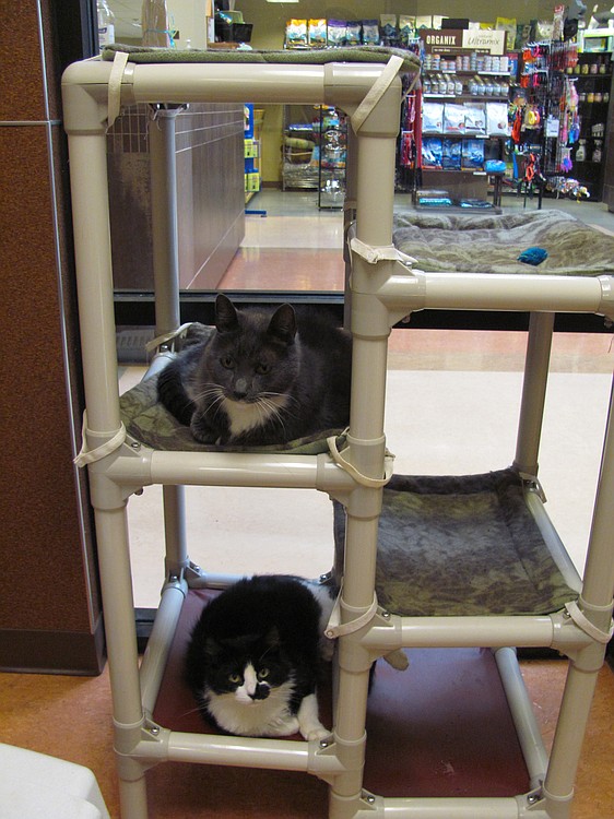 Volunteers learn to groom and socialize the cats through the Humane Society for Southwest Washington's teen volunteer program.