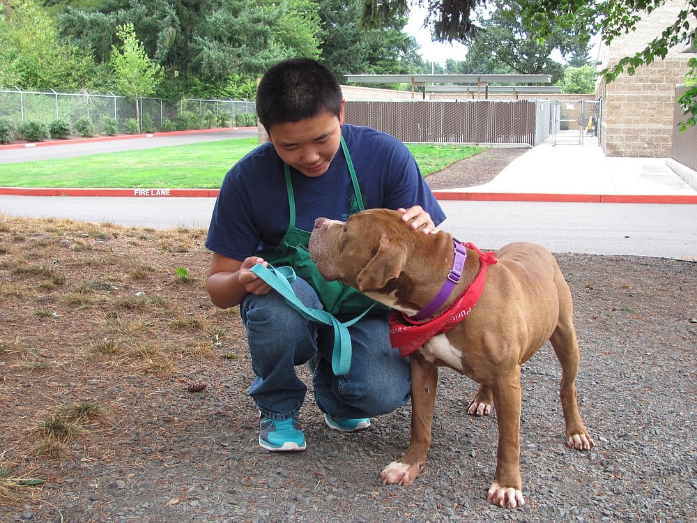 Eric Hou, 16, interacts with Jorah during a shift at the Humane Society for Southwest Washington. He was inspired to become a volunteer so that he could help less fortunate animals.
