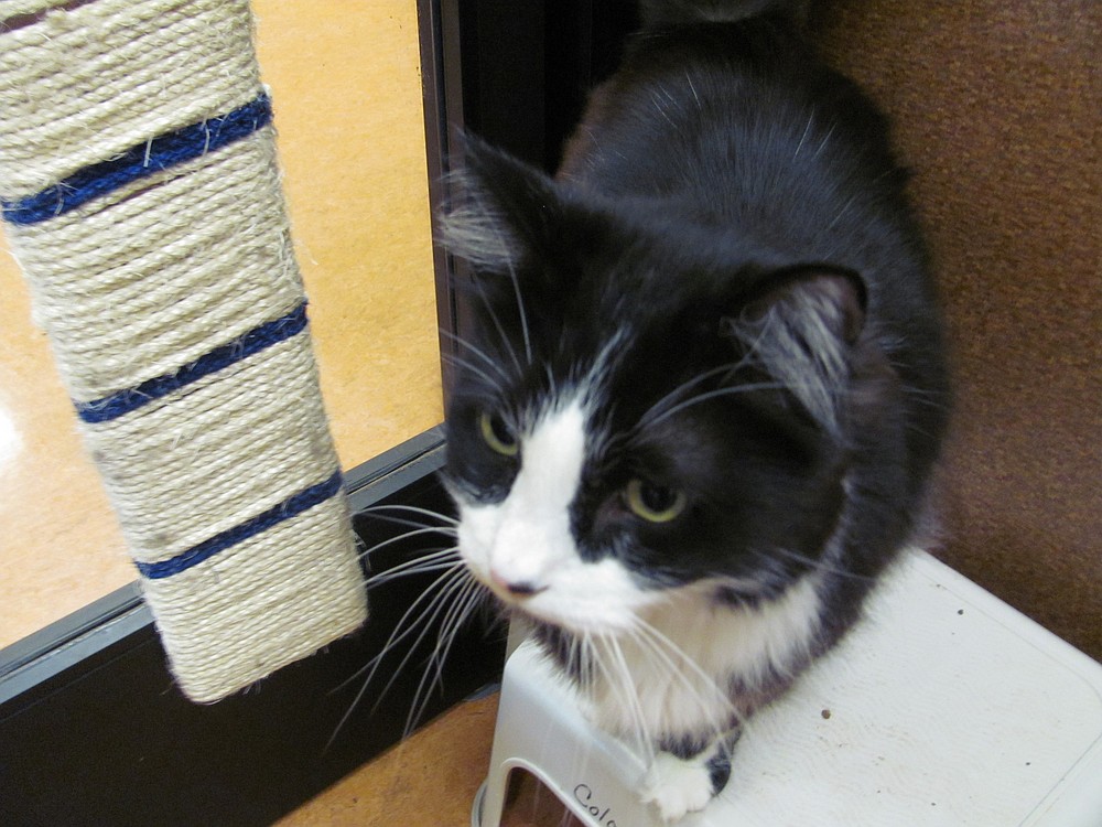 Sam is one of the cats cared for by teen volunteers. Recently, the teens have been allowed to work with more challenging cats as well.