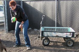 Tamara Scharfenkamp, executive director of the West Columbia Gorge Humane Society, plays ball Friday with Kira, a 4-year old female terrier mix available for adoption, in November. A dispute over noise between the Humane Society and its construction firm neighbor continues even after city of Washougal employees installed an Acoustifence screen around part of the dog shelter to reduce the noise level.
