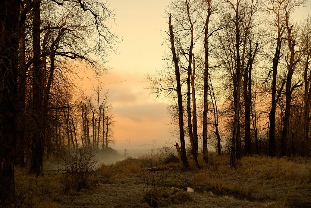 Fog blankets the area just beyond the trees at Steigerwald.