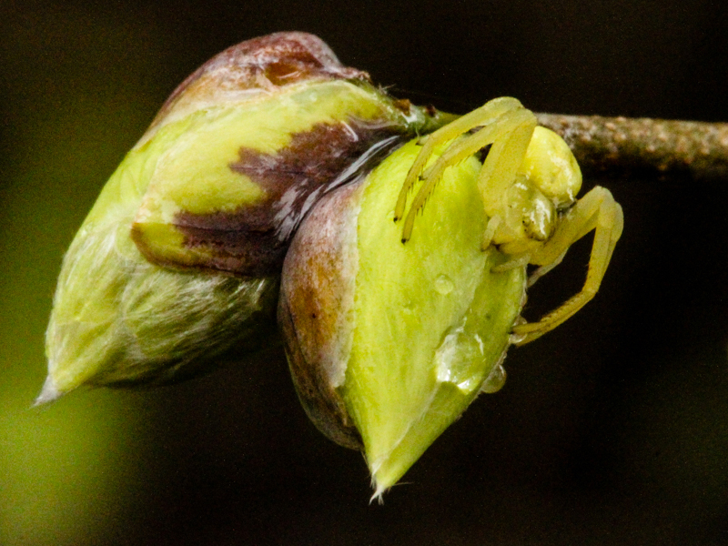 Spiders are garden predators, and protect plants by trapping pests and eating them. (Photo by Laura Heldreth)