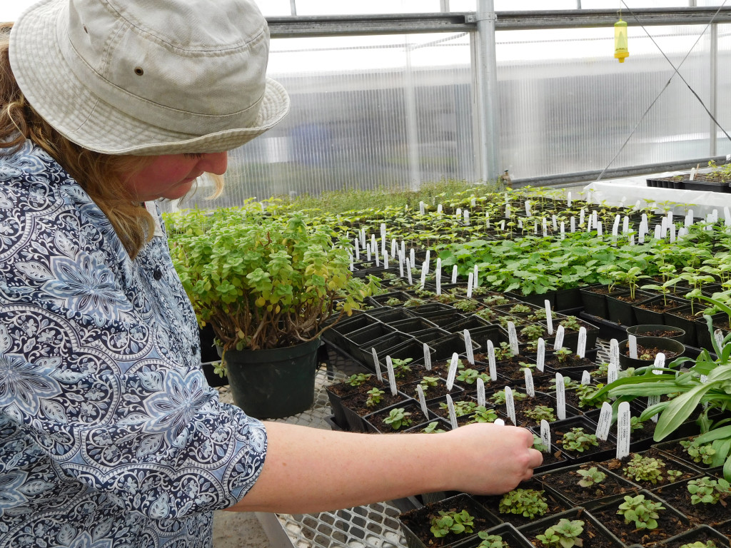 Heldreth inspects oregano plants at the 78th Street Heritage Farm in Vancouver. The master gardener volunteers her time there, along with several others.