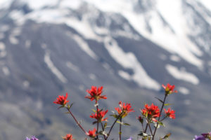 A pumice plain, located north of the Mount St. Helens crater, is covered with wild flowers, including the bright red prairie-fire (also called Indian paintbrush) and the purple prairie lupine. "Over time, the dense mats of prairie lupines and other plants are adding organic matter and nitrogen to the pumice deposits and are helping to pave the way for other plants to follow," according to Peter Frenzen, monument scientist with the USDA Forest Service Mount St. Helens National Volcanic Monument. 