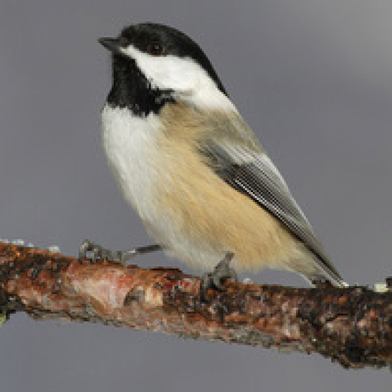 A black capped chickadee perches on a branch.