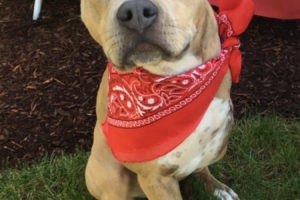 Jenny, a 3 year old pit bull mix, recently won the large dog category of the Oregon Humane Society's Portland's Next Top Dog Model contest. Heather Matson, formerly of Washougal, adopted Jenny in 2014 after she was rescued from a dog fighting ring in Arizona. Due to injuries suffered when she was used as a bait dog, Jenny's leg had to be amputated in 2015. According to Matson, Jenny is a sweet soul who gets along with animals and people alike. "I was only going to foster her until we could take care of her medical expenses and she could be adopted," she said. "But she never left us. We fell in love with her as soon as she got off the plane." (Photo courtesy of Heather Matson)