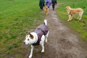 The Donald and Angeline Stevenson Off Leash Area in Washougal, which closed at the end of October, will reopen temporarily for approximately four months beginning Jan. 2. The 6.4-acre open space area, outfitted with trails and benches, is located next to Bi-Mart, 3003 Addy St.