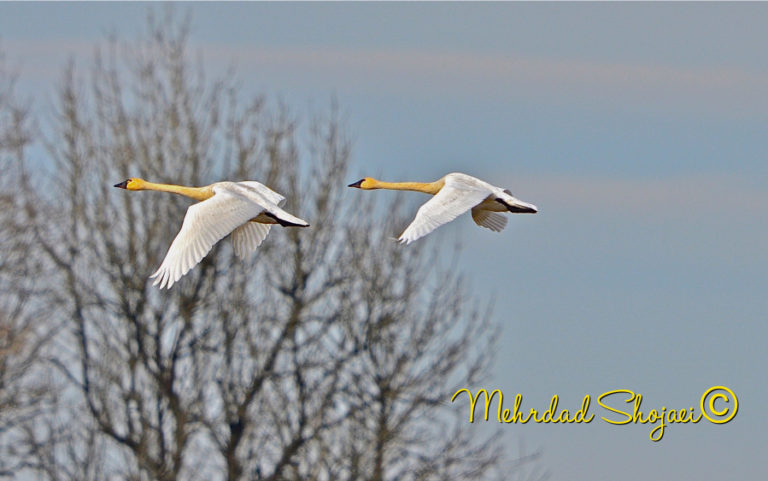 Trumpeter swans cruise around at the Ridgefield National Wildlife Refuge.