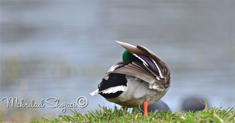 Shojaei enjoys getting into nature and taking photos of whatever catches his eye.