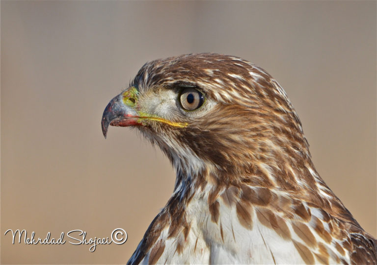 A red-tailed hawk enjoys the sun after finishing a meal.