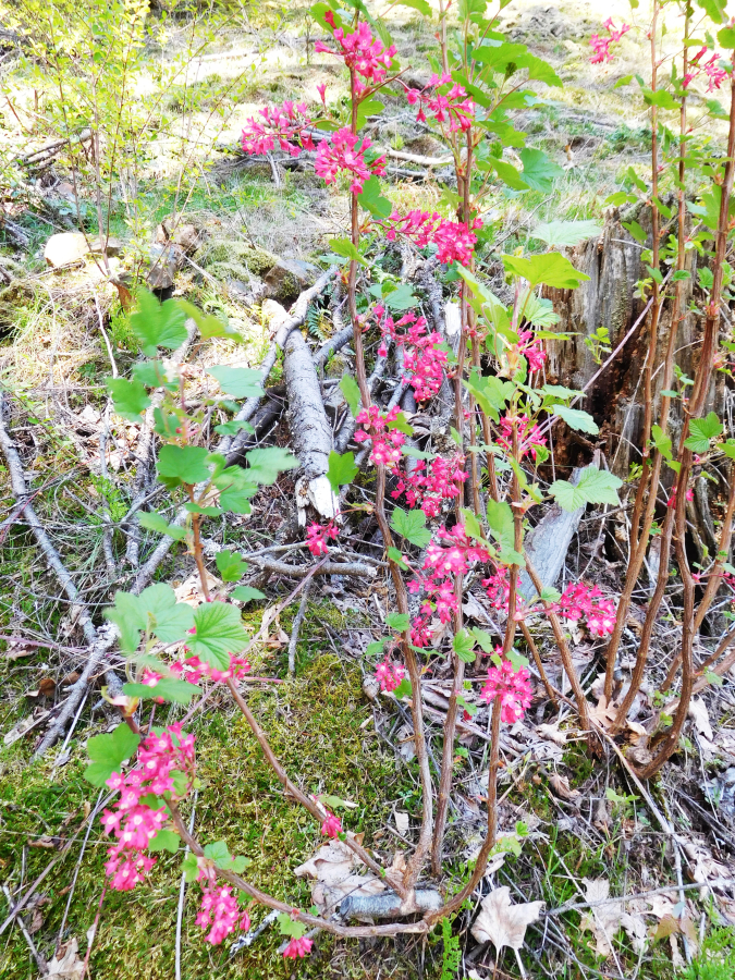 Wildflowers are beginning to bloom in the gorge.