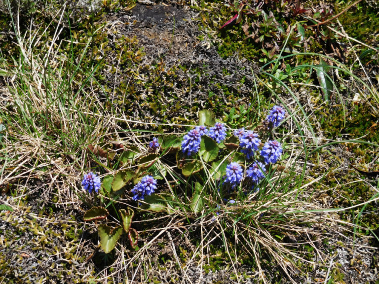Visitors flock to the Columbia River Gorge in the spring to hike various trails filled with wildflowers.