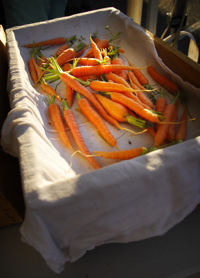 A basket filled with carrots is not an unusual sight at the Camas Farmer’s Market, which runs from June 7 to Oct. 4 this year, from 3 to 7 p.m. each Wednesday in downtown Camas. The market attracts farmers from Southwest Washington, Northwest Oregon and a few from eastern Washington who provide seasonal delicacies that need the warm temperatures and longer growing season that the eastern part of the state can provide.