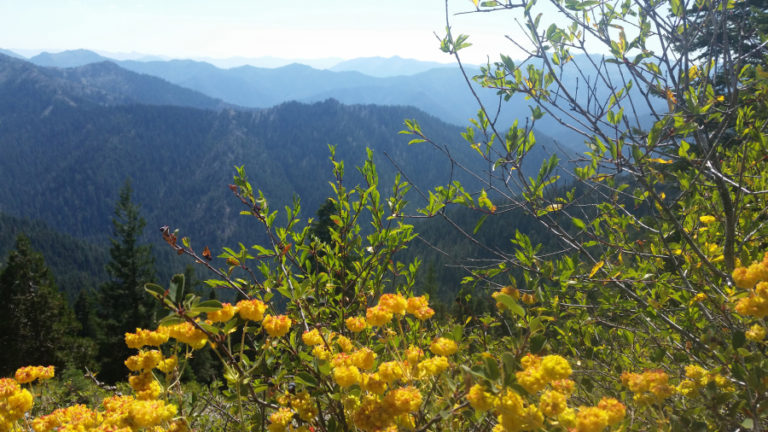 A view from the trail overlooking the Marble Mountains and Sulphur Buckwheat.