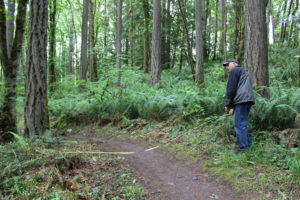 Above: Camas resident Jim Hart stands at the beginning of the Red Tape Trail inside Lacamas Lake Regional Park on Monday, June 12. Hart fears that volunteer maintenance workers have been over-trimming the ferns seen here.But bicyclists and trail maintenance volunteers say they cut the ferns back for safety and visibility reasons.
Left: Hart, a lifelong Camas-Washougal resident and avid hiker, measures a shared-use hiking-biking trail in Lacamas Lake Regional Park. Hart says volunteer trail maintenance crews have drastically cut back the lush ferns that normally grow along the trail. 