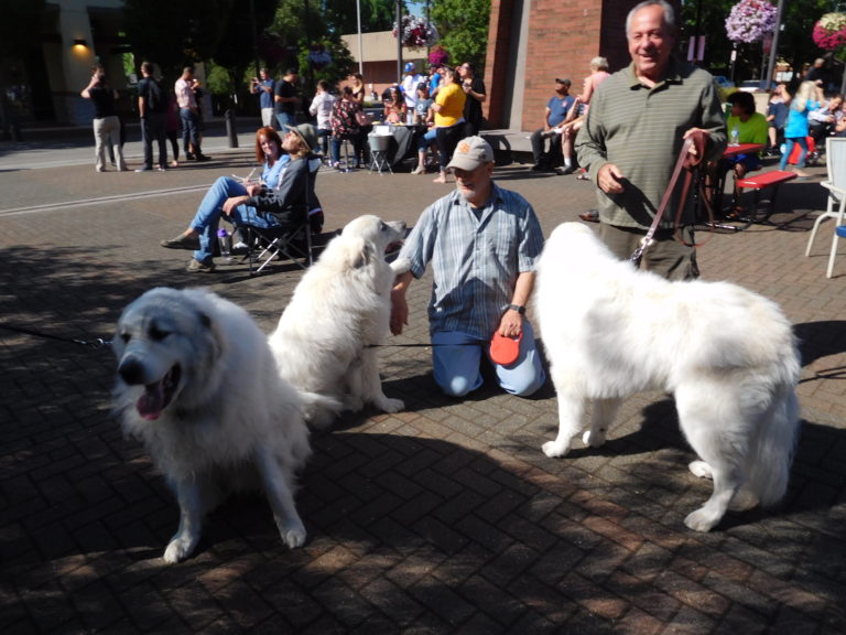 People and their pets turned out for the City of Washougal’s eclipse viewing event, in Reflection Plaza Monday morning. (Photo by Dawn Feldhaus/Post-Record)