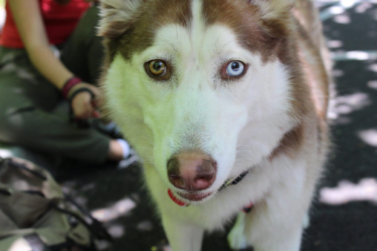 Maple, a 3-year-old Siberian husky, waits to be freed from her leash at a Portland off-leash dog park on a recent sunny Saturday.
