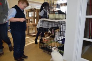 Aiden Dawson, second grader, plays with Figaro, a young male cat, at the West Columbia Gorge Humane Society, on Monday, Nov. 27. 