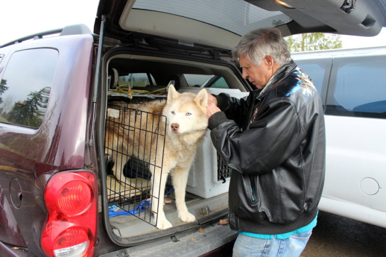 Wayne Stenlund attaches a leash to 10-year-old Hanna&#039;s collar outside the Greater Clark County Kennel Club&#039;s dog show on Monday, Dec. 4. Although she is retired now, in her heyday, Hanna modeled for several prominent brands, including Hannah Anderson.