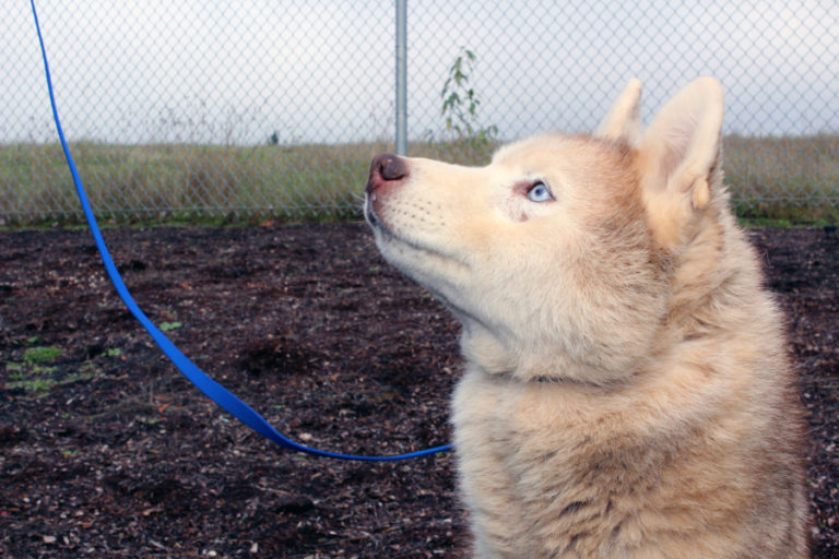 Hanna, a 10-year-old Siberian husky, enjoys some outdoor time at the Greater Clark County Kennel Club&#039;s performance dog show on Monday, Dec. 4. Retired now, Hanna was once a top model for brands such as Hannah Anderson and Ralph Lauren.
