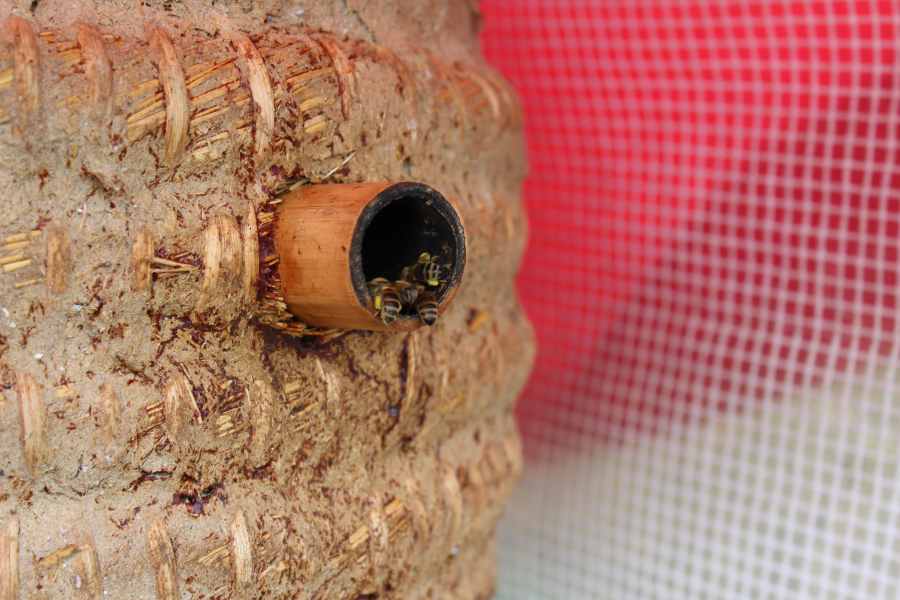 Bees fly in and out of a hive in Susan McElroy-Knilans backyard on Thursday, Feb. 8.