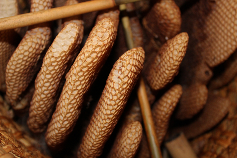 A honeycomb inside of a skep beehive. When the honeycomb is created, it is soft and white before bees use propolis, a glue-like substance, to seal it.