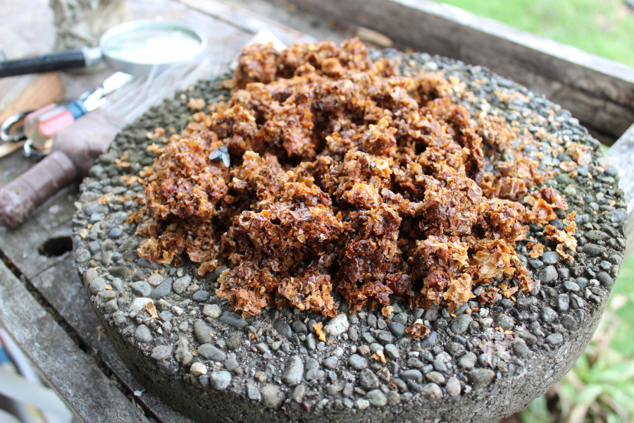 Susan McElroy-Knilans lays out honeycombs from last year for the bees. Once bees strip the honey, the wax can be melted and made into candles.
