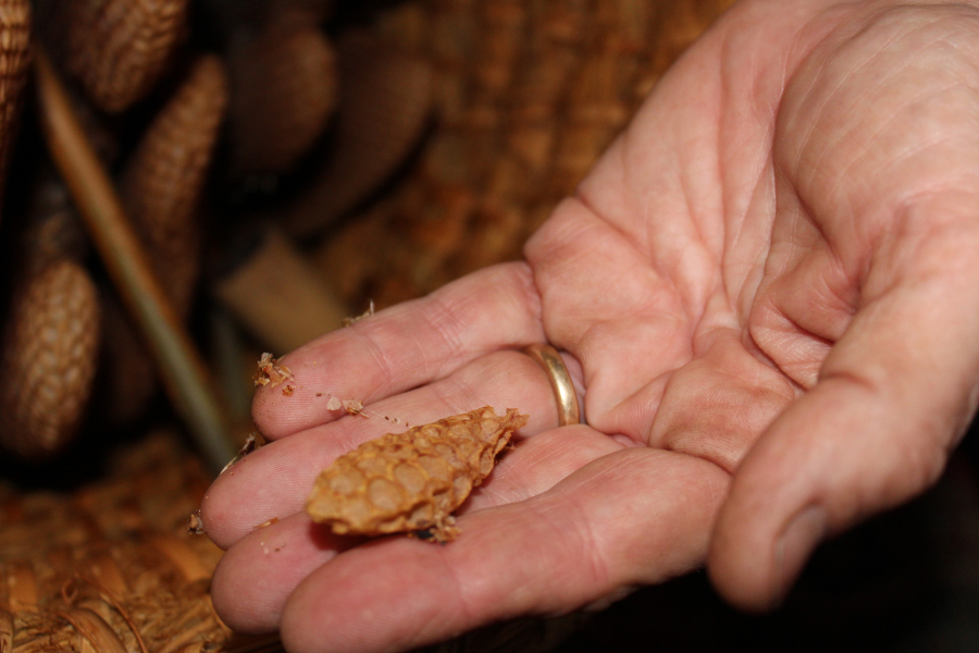 Susan McElroy Knilans holds a queen bee cell found in a now empty hive. The queen bee hatches from their cells and then go off to start another colony.