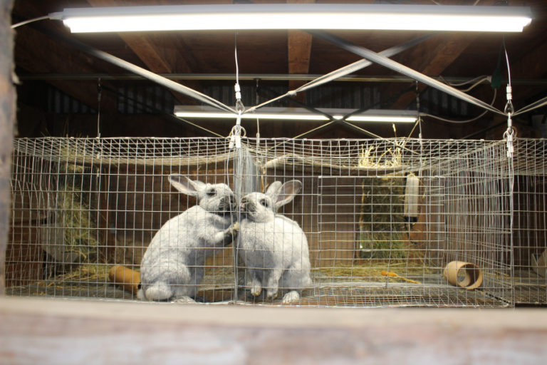 Farmer Michelle Week grew up in 4-H and has always kept rabbits. She would like to grow meat rabbits on the 50fifty Farm she owns with her business partner and friend, Stephanie Faull. Pictured here are two of Week's female Champagne d'Argent rabbits.