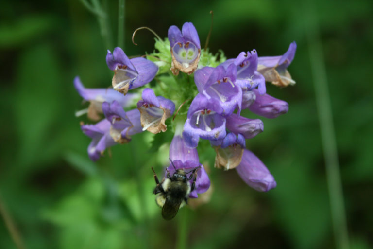 A bumblebee transfers pollen helping wildflowers flourish along the Hardy Ridge Trail in the gorge.