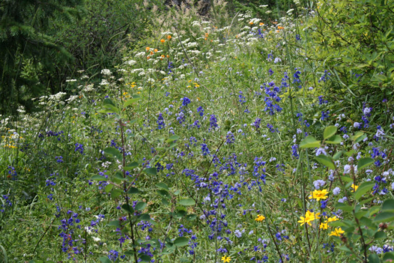 Colorful wildflowers paint the hillsides along the Hardy Ridge Trail near Beacon Rock State Park.