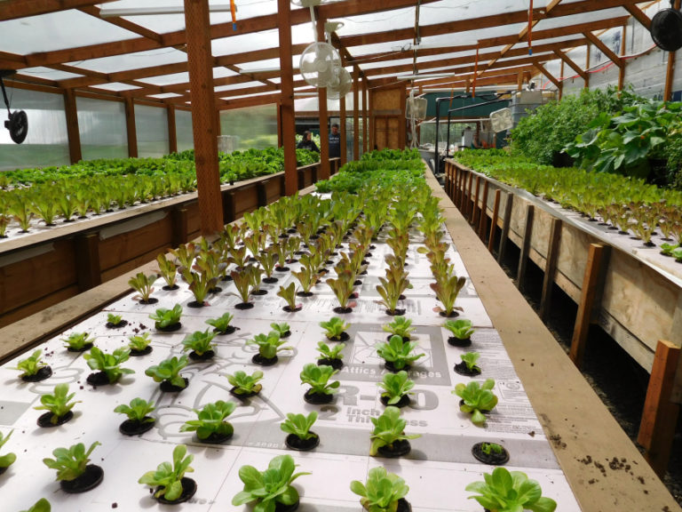 A variety of lettuce is grown at Wind River Produce, in Washougal, without using pesticides or fertilizers. The plants absorb nitrates and return aerated water to fish that were involved in the growth process.