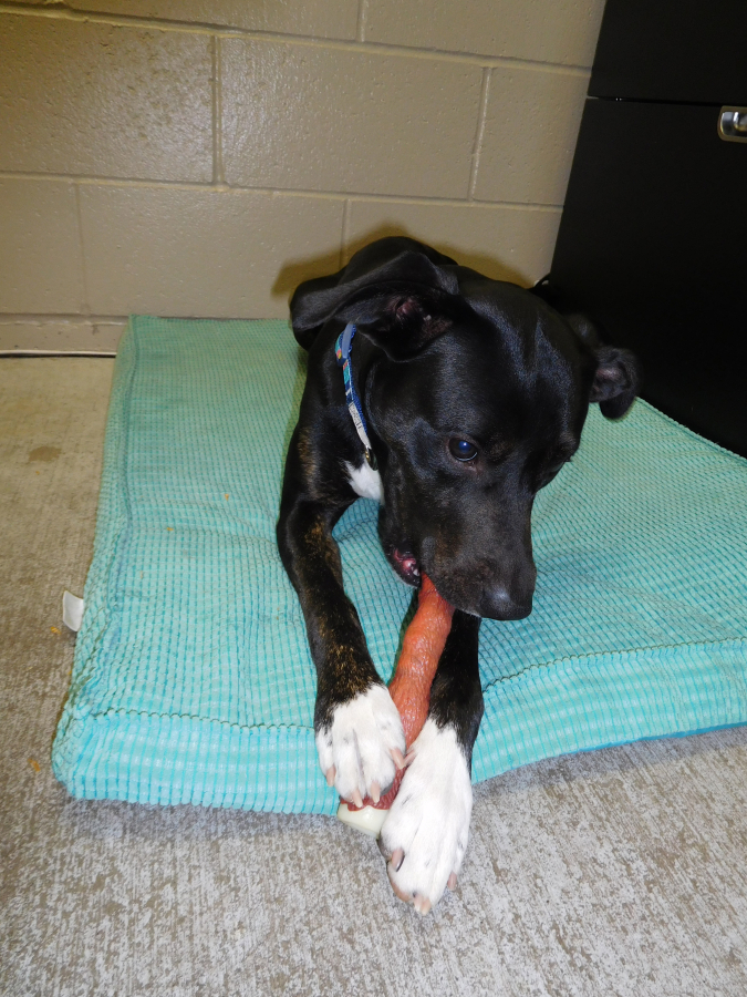 A pup named Mister chews on a Nylabone at the West Columbia Gorge Humane Society dog shelter. The Washougal animal shelter's holiday wish list for dogs also includes bully sticks, grain-free doggie treats and indestructible chew toys. (Dawn Feldhaus/Post-Record)