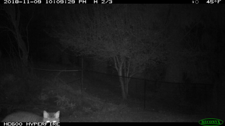 A Washington Department of Fish and Wildlife (WDFW) trail camera captures this image of wildlife in Nataliya Milushkina&#039;s backyard near Washougal River Road. WDFW Officer Thomas Moats said the animal is a house cat.