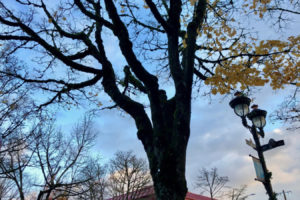 Trees line the streets of downtown Camas. City leaders recently passed Camas' Urban Tree Program to protect trees in new developments. Now, city councilors are looking at protections for Camas' unique "heritage" trees. 