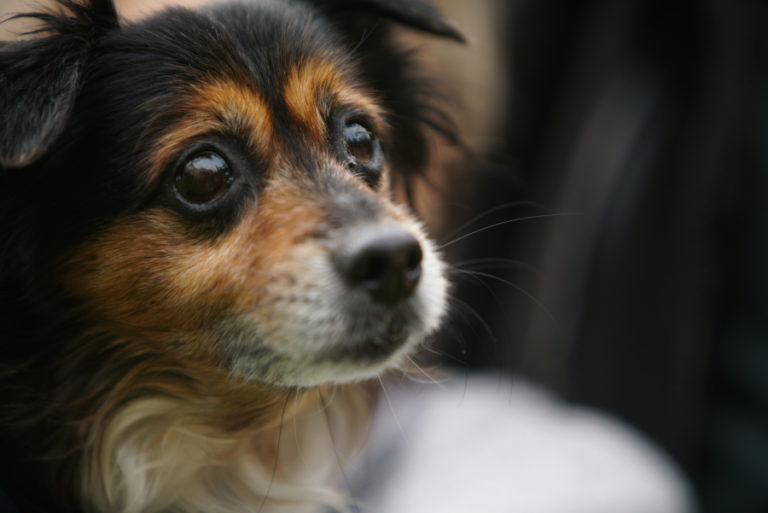 Rescue dog McGee looks on after being rescued from Puerto Rico.