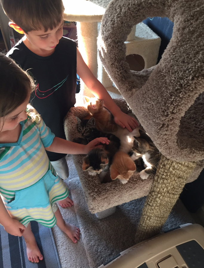 Piper and Rowan Kaady enjoy petting the foster kittens that they and their mother, Jessica Kaady, take care of. Their volunteer efforts with the West Columbia Gorge Humane Society began with a pet food and supply drive in December 2017.