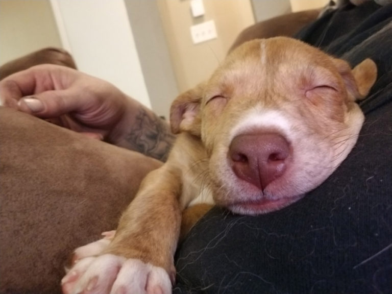 Maska, a puppy, relaxes in Melvin Caylor&#039;s arms. Caylor and his wife, Lori Bourdon, are the West Columbia Gorge Humane Society&#039;s main puppy fosters.