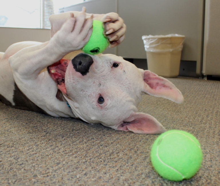 Joey, a 4-year-old rescued American Staffordshire terrier, commonly known as a "pitbull," plays with tennis balls inside the Post-Record office on April 12.