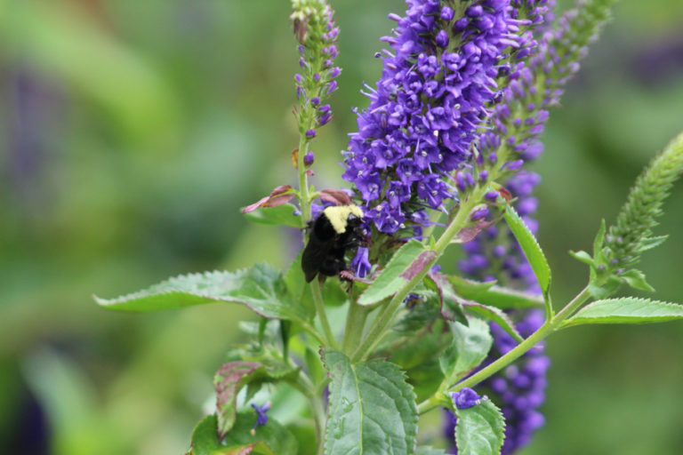 A bee, one of very few in Marian Neumann&#039;s Camas garden, lands on a flower. Neumann said her backyard is usually thick with bees around this time of year, but that she noticed a severe drop in the number of pollinators in early June. Others in Southwest Washington have noticed similarly low numbers of bees. Some report no bees where there normally are hundreds.