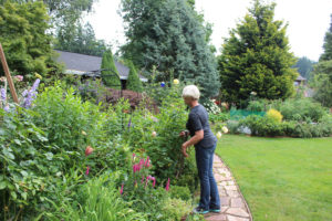 Marian Neumann inspects the flowers and bushes in her Camas backyard for signs that bees are there. (Photos by Kelly Moyer/Post-Record)