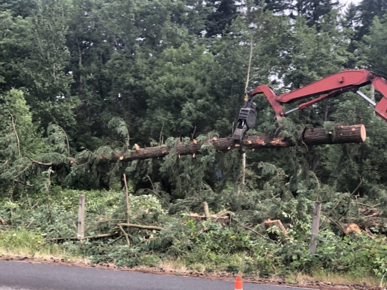 Crews remove trees from a planned subdivision off Northwest 43rd Avenue in Camas on Monday, July 15.