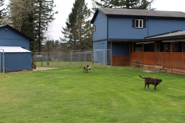 Pets who come to Mostly Mutts animal rescue, often from shelters with high euthanasia rates in the southern United States, have ample outdoor space to play alone or with each other. A fundraiser on Saturday, Aug.