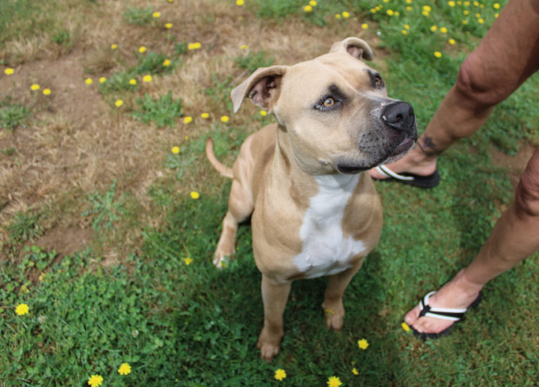 Lizzy, a dog that loves humans and other pups, listens as Amy Reed gives her basic obedience commands in the field outside Lizzy&#039;s temporary home at Mostly Mutts animal rescue in Camas. A fundraiser with raffles, refreshments and the chance to meet pets like Lizzy that are available for adoption, will be held Saturday, Aug. 17, at Mostly Mutts, 26100 N.E. 36th St., Camas.