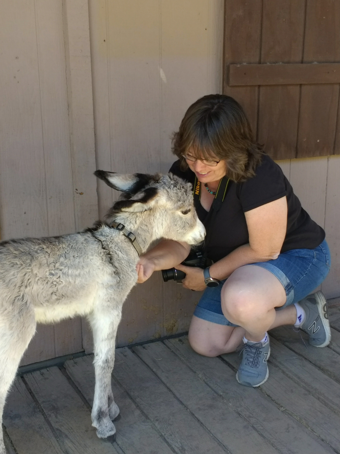Vancouver resident Bobbi Foster pets Walter the burro in Oatman, Ariz., in July.  Walter was abandoned by his mother after being born earlier this year, but has been taken in by a local family.