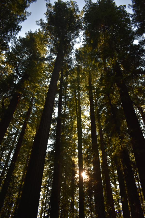 Redwood trees extend skyward at a park in northern California. Doug and Julie Norcross of Washougal, and Rick and Bobbi Foster and Arnie Hoag and Linda Wade of Vancouver visited the site during their Route 66 vacation in July.